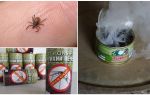 Comment se protéger des tiques, des morsures