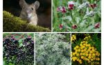 Herbe de souris