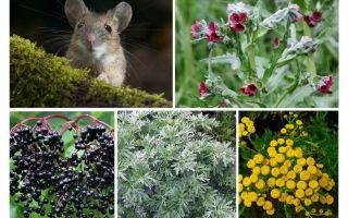 Herbe de souris