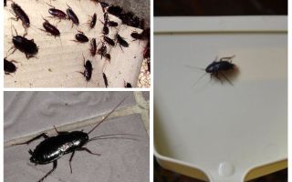 Pourquoi les cafards appelés Stasik