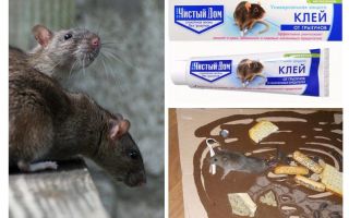 Clay Clean House contre les rongeurs et les insectes