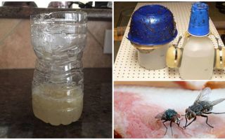 Comment attraper une mouche dans la chambre