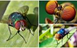 Combien d'images par seconde une mouche voit-elle et combien d'yeux a-t-elle