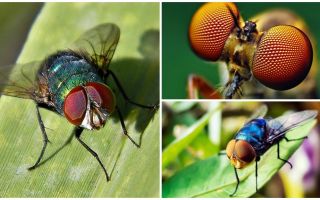 Combien d'images par seconde une mouche voit-elle et combien d'yeux a-t-elle