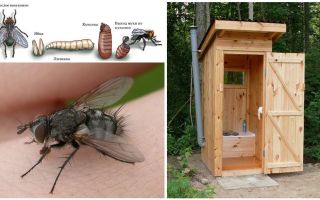 Comment se débarrasser des mouches dans les toilettes dans la rue