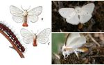 Description et photo du papillon et des chenilles