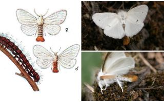 Description et photo du papillon et des chenilles