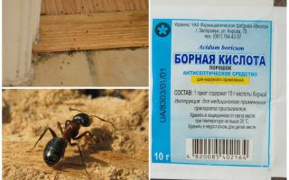 Comment enlever les fourmis d'une maison en bois