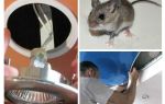 Comment se débarrasser des souris dans le plafond tendu