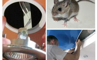 Comment se débarrasser des souris dans le plafond tendu