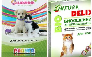 Colliers anti-puces pour chatons