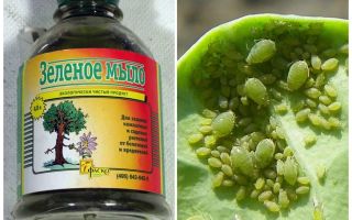 Traitement du savon vert des pucerons