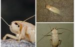 Blattes albinos blanches dans l'appartement