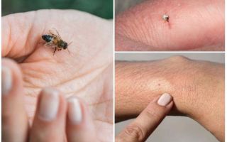 Qui meurt après avoir été mordu par une abeille ou une guêpe