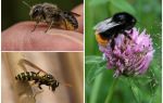 Différences d'un bourdon d'une abeille et d'une guêpe