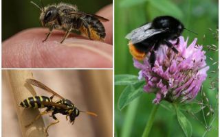 Différences d'un bourdon d'une abeille et d'une guêpe