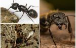 Fourmis à vent