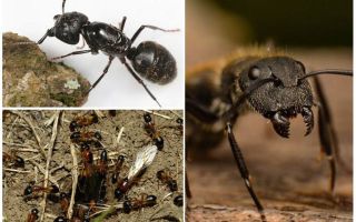 Fourmis à vent