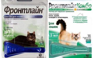 Gouttes aux puces Frontline pour les chats