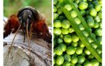Combattez avec les pois de printemps de Medvedka