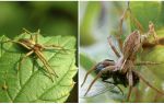 Combien d'araignées ordinaires vivent dans un appartement et dans la nature