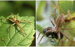 Combien d'araignées ordinaires vivent dans un appartement et dans la nature