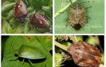 Insectes de jardin