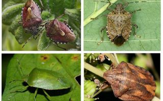 Insectes de jardin