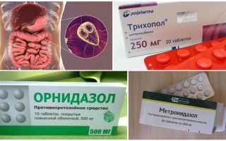 Les meilleurs médicaments pour le traitement de Giardia chez les adultes