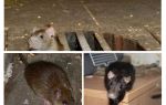 Comment attraper un rat dans la maison