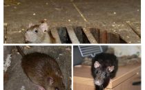 Comment attraper un rat dans la maison