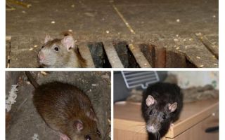 Comment attraper un rat dans la maison