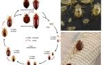 Combien de punaises de lit vivent sans nourriture