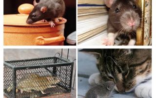 Comment se débarrasser des rongeurs dans une maison privée