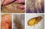 Les puces sont-elles transmises de chien à homme?