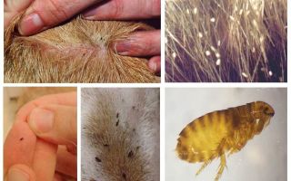 Les puces sont-elles transmises de chien à homme?