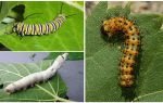 Description des chenilles, leur nourriture et leur structure
