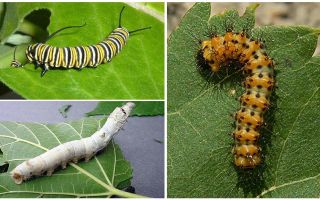 Description des chenilles, leur nourriture et leur structure