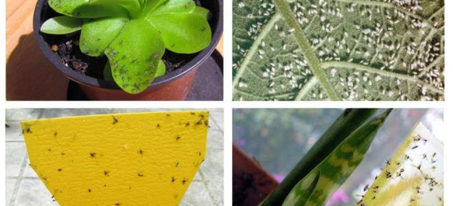 Comment traiter les mouches dans des pots de fleurs