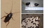 Comment se débarrasser des grosses cafards noirs dans l'appartement
