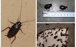Comment se débarrasser des grosses cafards noirs dans l'appartement