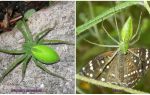 Araignées vertes en Russie