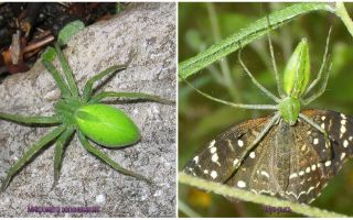 Araignées vertes en Russie