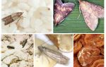 Comment amener la teigne alimentaire dans la cuisine