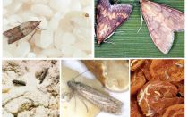 Comment amener la teigne alimentaire dans la cuisine