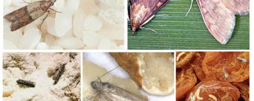 Comment amener la teigne alimentaire dans la cuisine