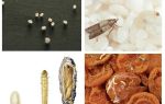 À quoi ressemblent les larves de papillon