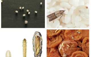À quoi ressemblent les larves de papillon