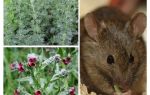 Remèdes populaires pour les souris