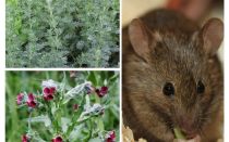 Remèdes populaires pour les souris